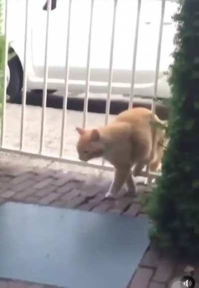 To sneak through a gate