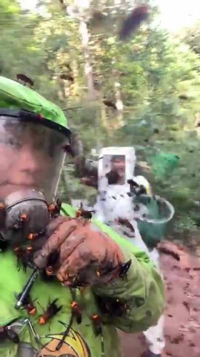 Inside a hornet haven