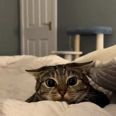 Boba eyes 😺
