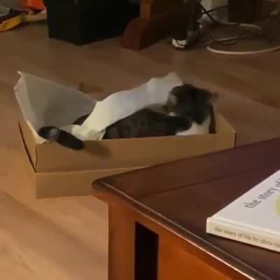 I think this cat might be seeing ghosts or something