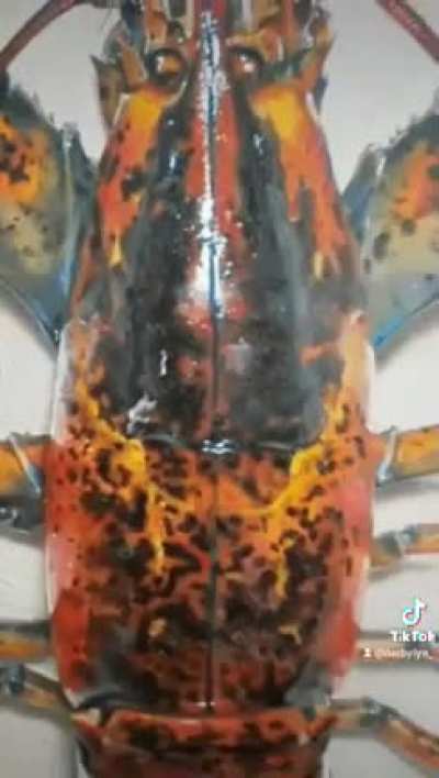 Finishing my lobster painting!