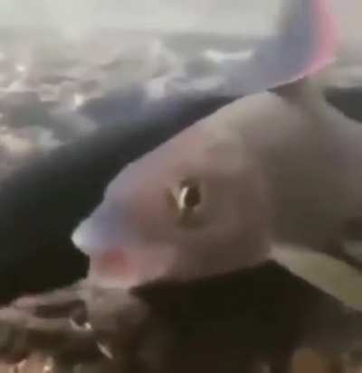 AAAAAAA