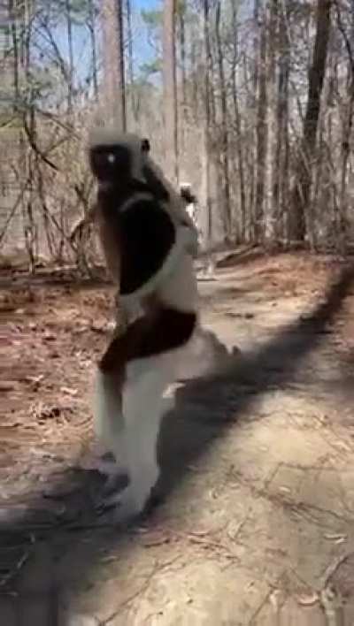 Lemurs are one of most endangered groups of animals on earth. They have have large eyes, foxlike faces, monkeylike bodies, and long hind limbs. 