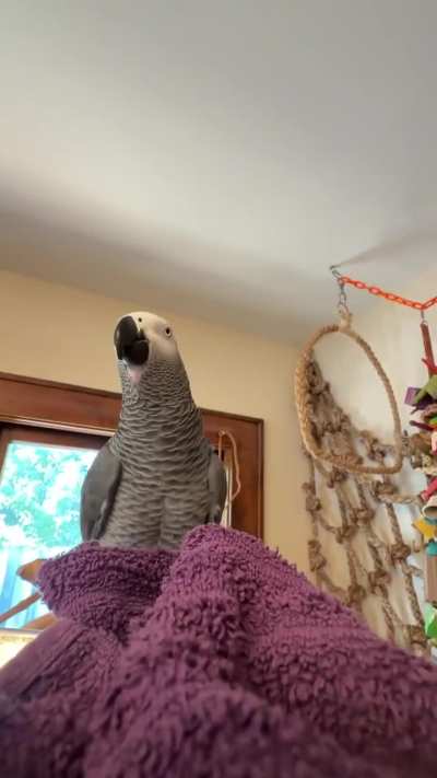 The parrot knows the difference