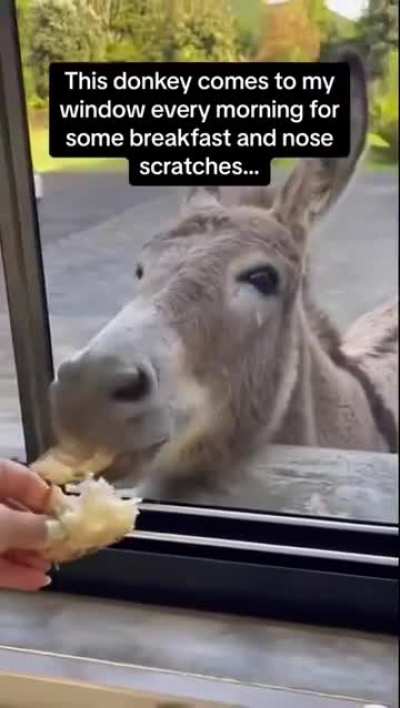 Donkeys are cute
