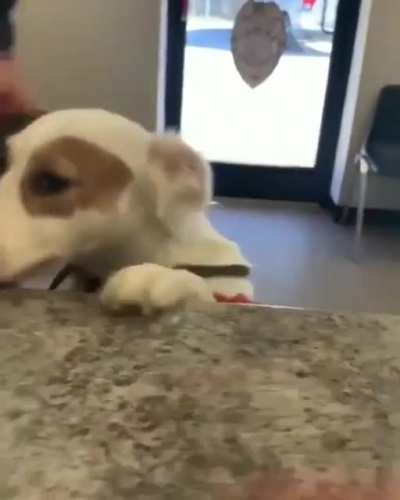 shelter dog with a huge smile being adopted..