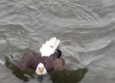 🔥 Did you know bald eagles can swim? But not in the way you'd think a bird would swim.