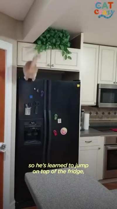 Food obsessed cat send to his 