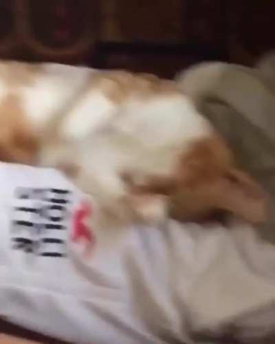 Kitty getting some mid-dream leg wiggles