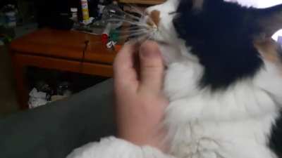 Loaner cat enjoying pets