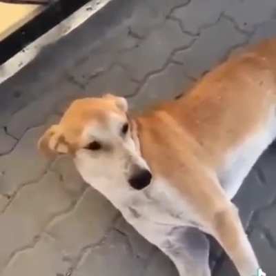 Good doggie