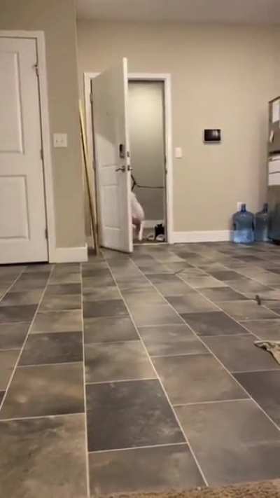 Don't try to stop me, hooman... my branch, my rules.