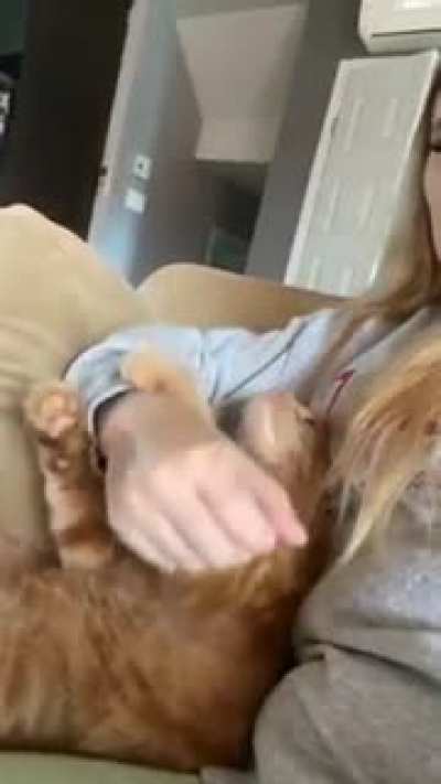 Most gentle ginger ever