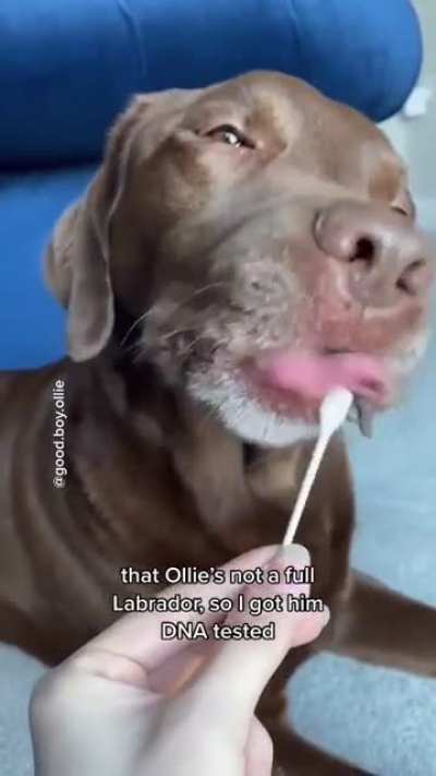 You’ll never guess this dogs DNA test results