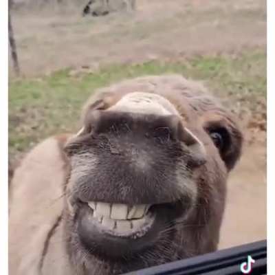 Wholesome donkey is wholesome