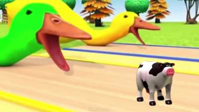 funy ducks