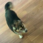 Pre-walk zoomies
