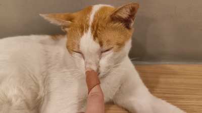 University cat boop