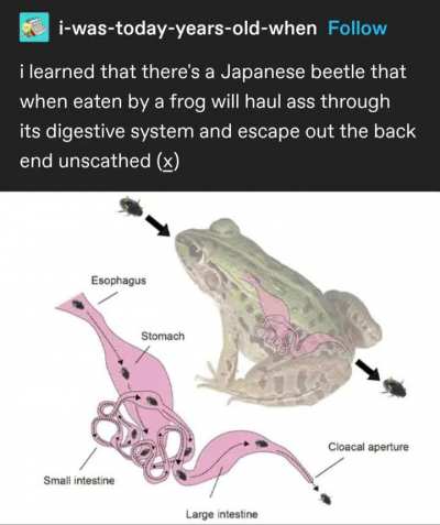 Free Beetle