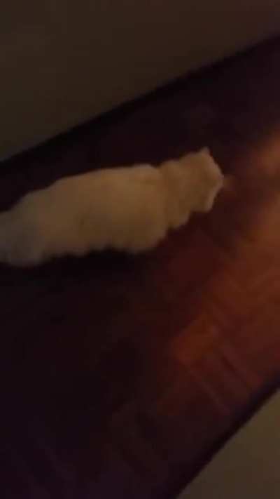 Deaf cat getting startled