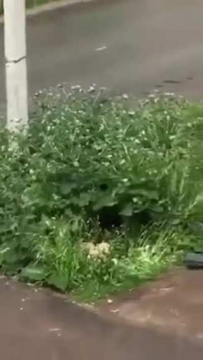 Get out of my yard!