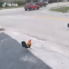 Poor lil guys :(