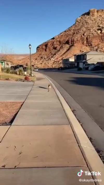 The dog is an Independent Woman