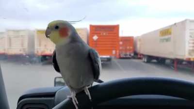 The birb has history with the truck