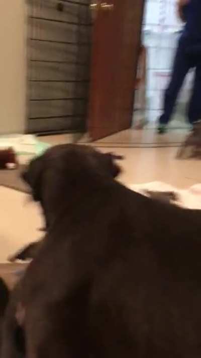 A friend who works at animal shelter said a female dog and her TWELVE pups could use some playtime. We were happy to oblige
