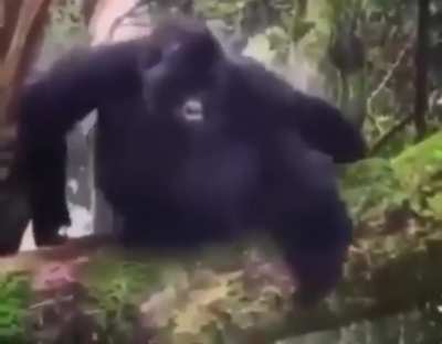 monke fall