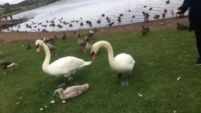 GOOSEbump