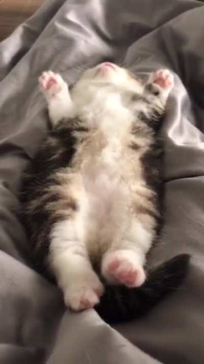 Dreamland wiggles