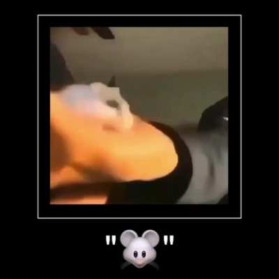 🐹