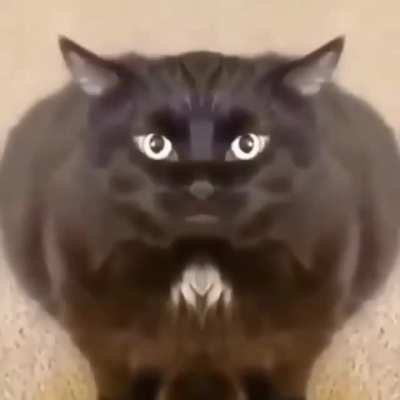 Gato bugado