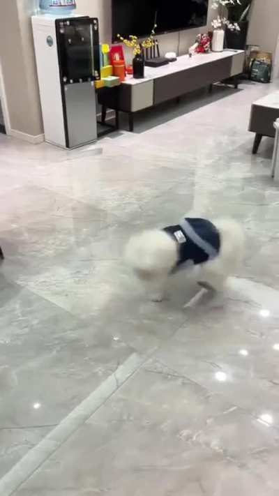 Pomeranian martial arts