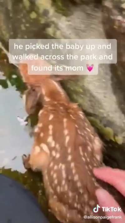Baby deer fell in a creek