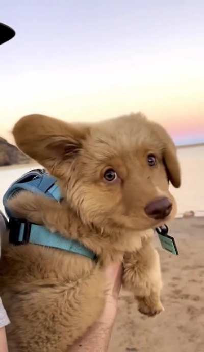 Precious puppy taking his first few sniffs of sea air