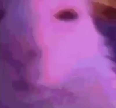 Funni cat