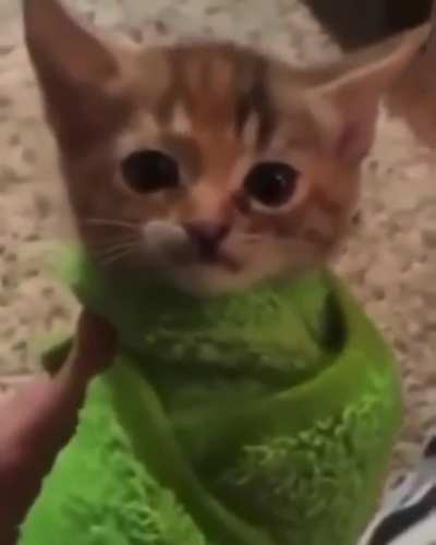 kitten