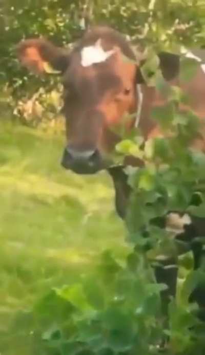 Screaming cow