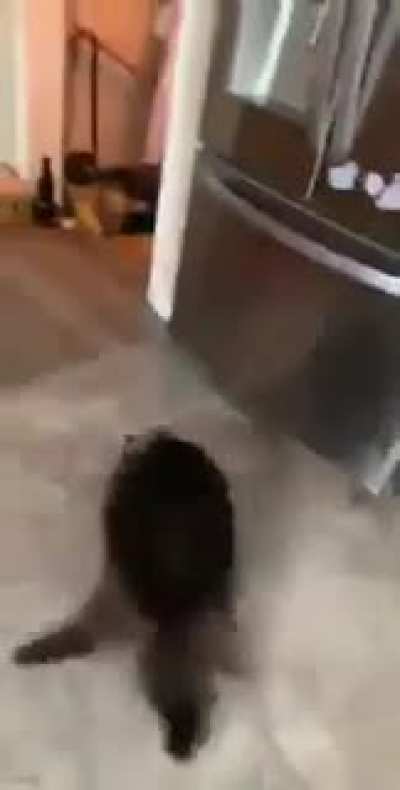 КОТий<wbr>ский дрифт