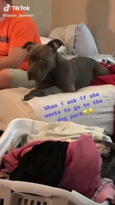 Want to go to the dog park?