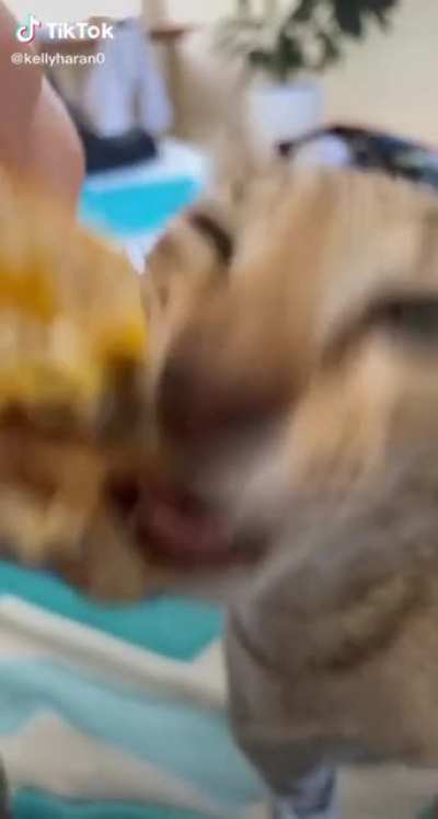 Borger (this is not a OC)