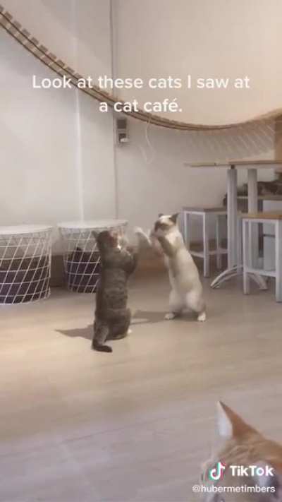 Cat.