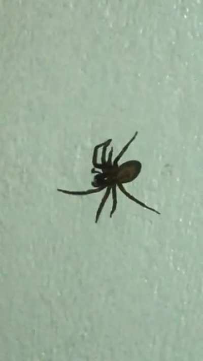 leggy creature