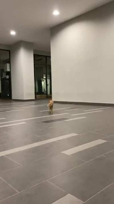 He is stray fur baby in my apartment. Named him orange, and this is how he greets me daily.
