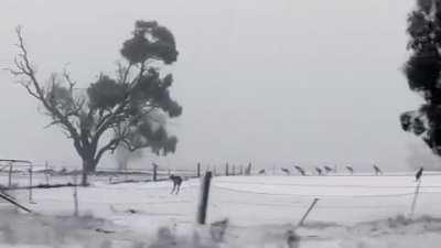 snowing in Australia and its not every day that you get to see Kangaroos hopping in the snow