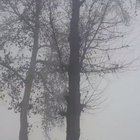 HMFT after trying to outrun a falling tree.