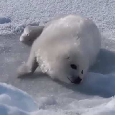 The seal has spoken
