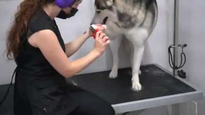 husky tantrum